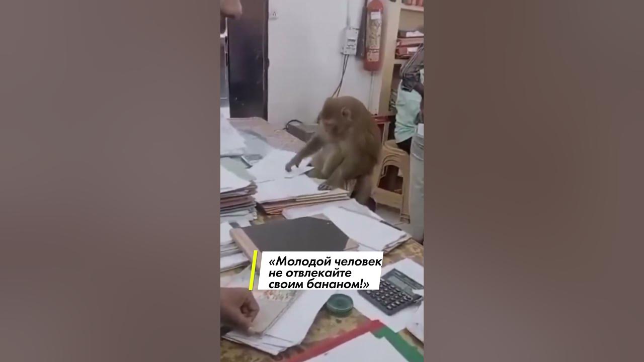 В Индии обезьяна пробралась в офис и начала работать с документами ...