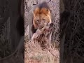 lion kills hyenas #animals #attack #wildlife #lion #short #viral #hyenas