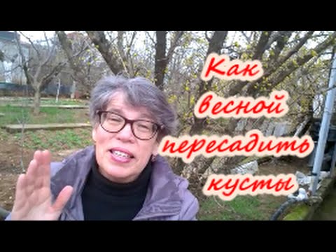 Как весной пересадить смородину, крыжовник, йошту| Органическое земледелие