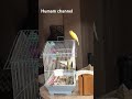 Mesmerizing Canary Song Relax And Enjoy The Melody Arkansas Littlerock العراق طيور حمام Mesmerizing Canary Song Relax And Enjoy The Melody Arkansas Littlerock العراق طيور حمام