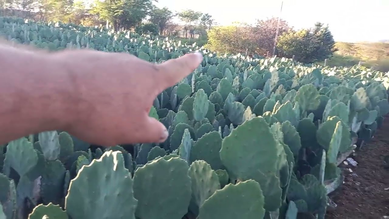 Alta produtividade de palma em solos fracos veja o Segredo