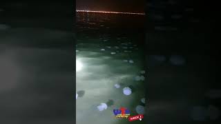 jelly fish attack - halfmoon beach saudi arabia