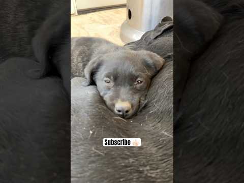 When puppies trust their mom this much #dogs #family #cute