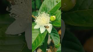 Bees collect pollens from flowers to make honey #bee screenshot 1