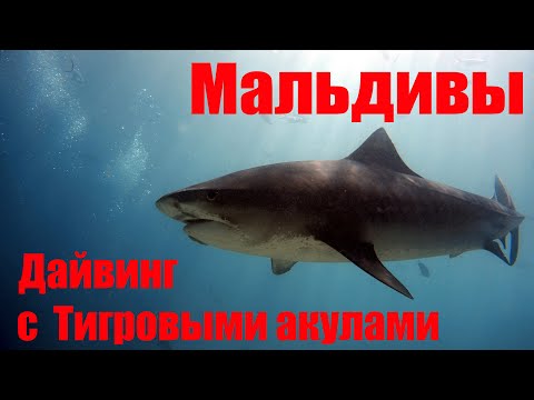 #акулы #Мальдивы #дайвингсакулами #shark Дайвинг с Тигровыми акулами