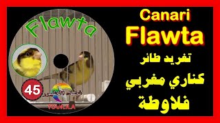 تغريد طائر كناري فلاوطة  لتسميع الفراخِِ Canari Flawta maroc