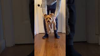 Putting my puppy down slowly challenge