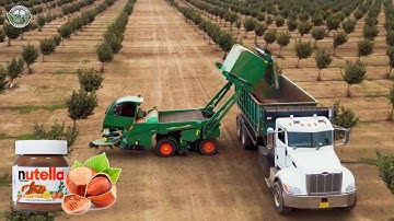 From Hazelnut To Nutella | Harvest 1.5 Billion Pounds Of Hazelnut This Way | Agriculture Technology
