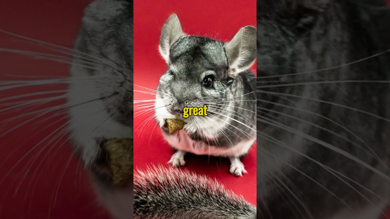 CHINCHILLA DOMESTIC ANIMAL 