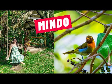 Incredible CLOUD FOREST in MINDO | ECUADOR 2022