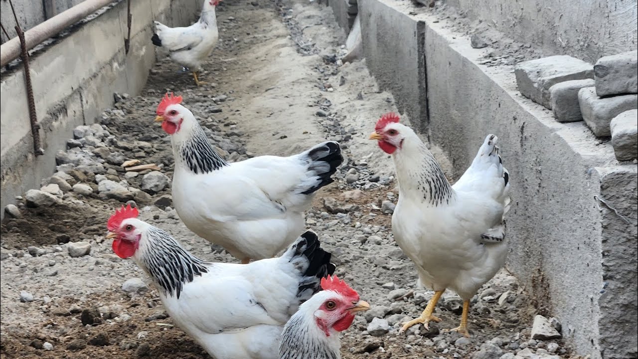 Адлер серебристая канчада тухумни бошлайди #тезкор#факт#бизнес#парранда