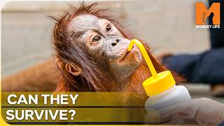 How Monkey World Raises Orphaned Orangutans | Monkey Life