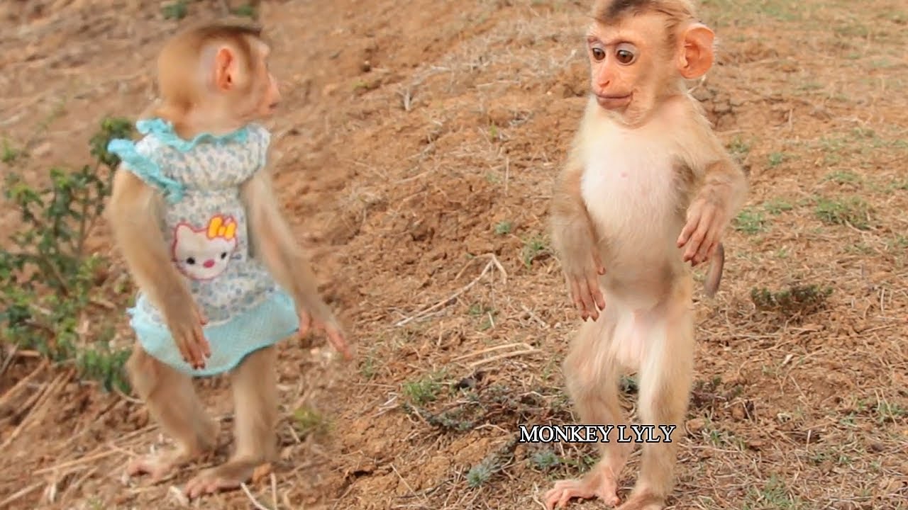 Both Baby Standing Very Cute, Monkey Lyly and Tiny Boki Standing Very ...