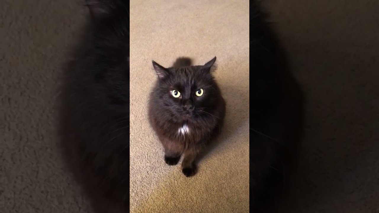 Maxwell Black Cat Whines And Attacks Camera