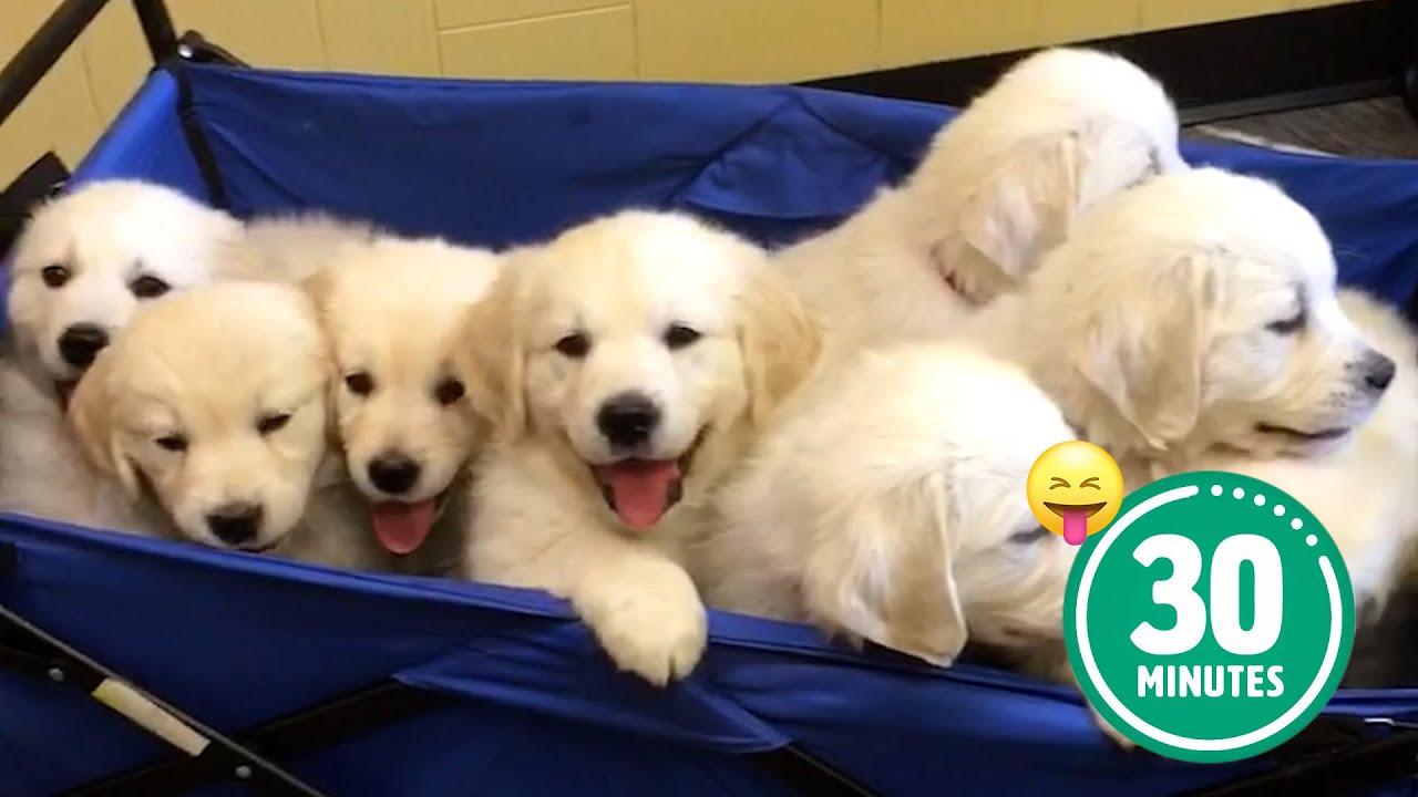 ⁣30 Minutes of the World's CUTEST Puppies! 🐶💕