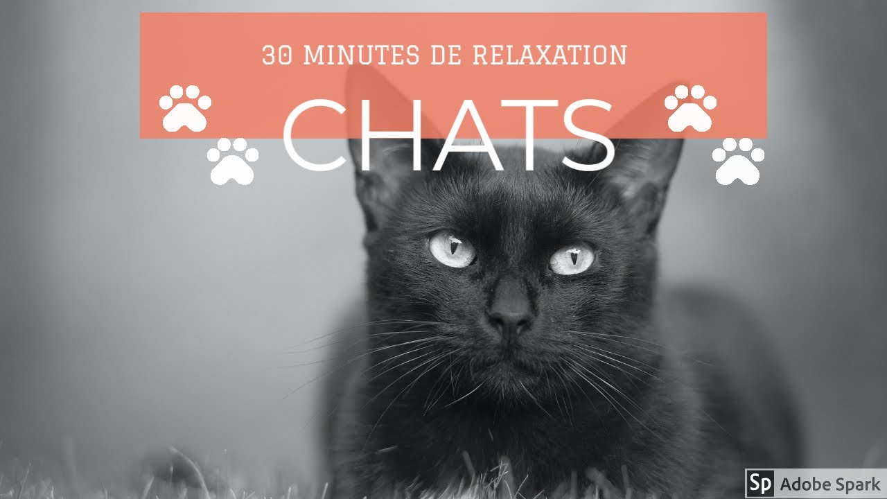 Relax. 30 minutes de relaxation pour chats 🐈 YouTube