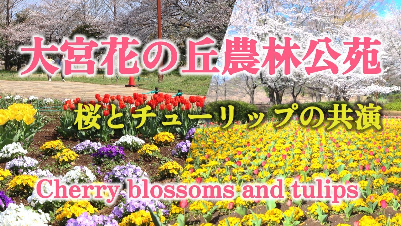 🌸大宮花の丘農林公苑🌸 桜とチューリップの美しい