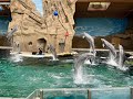The Most Spectacular Dolphin Show in Germany!🐬 | Duisburg Zoo - Muhteşem Yunus Gösterisi! 🐬