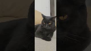 Kedi̇leri̇m Uyuyordu Esasinda Resimi