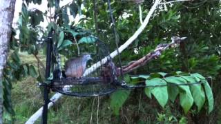 Download Lagu Merbuk KG 3 ekor MP3