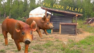 Building The Pig Pen | Our First Pigs
