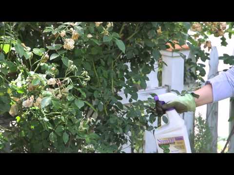 Video: Pūkuotosios miltligės gydymas ant rožių