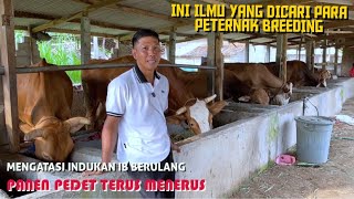 Cara Agar Sapi Indukan Beranak Tiap Tahun Panen Pedet Terus menerus