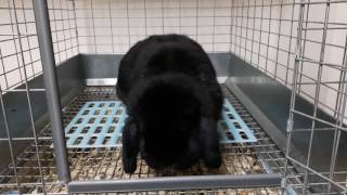 holland lop black