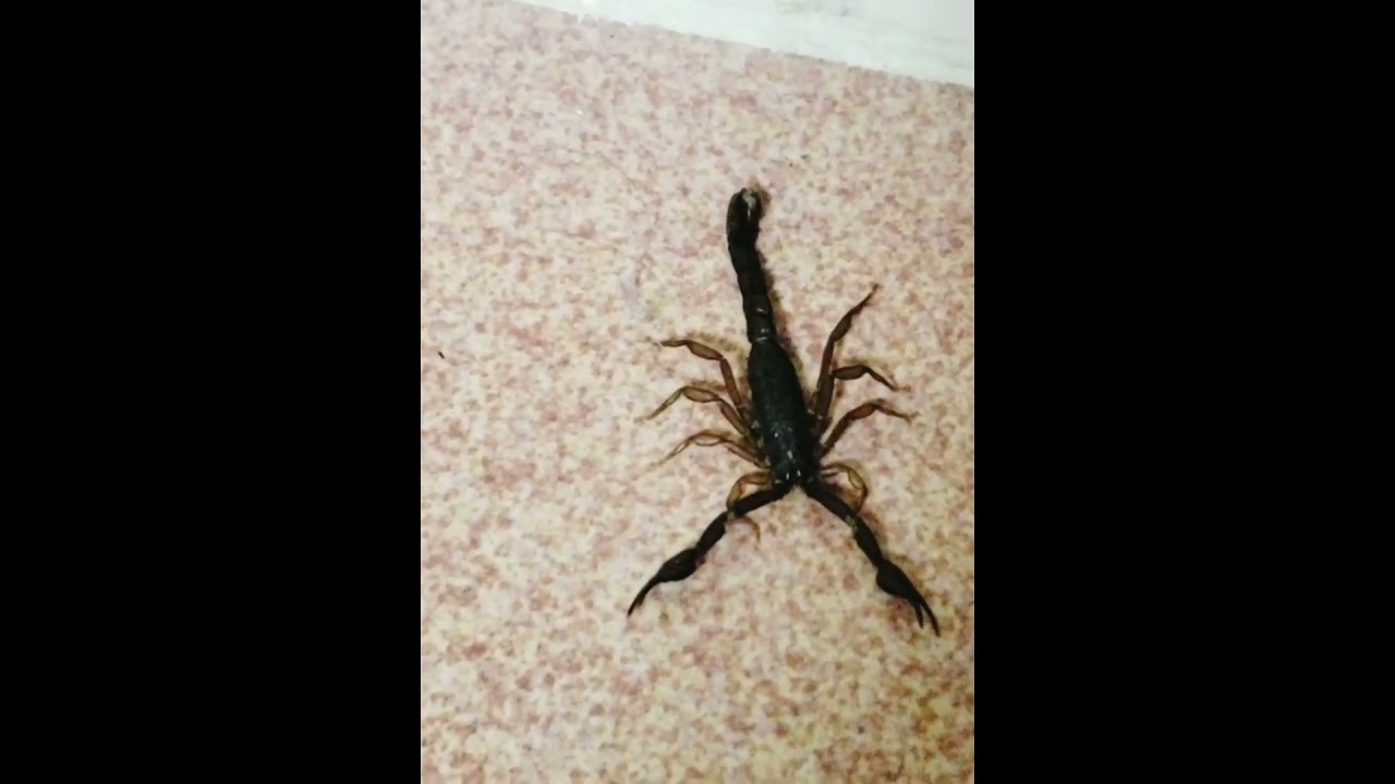 Scorpio in my bathroom