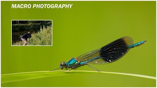 MACRO PHOTOGRAPHY/PHOTOGRAPHING DAMSELFLIES