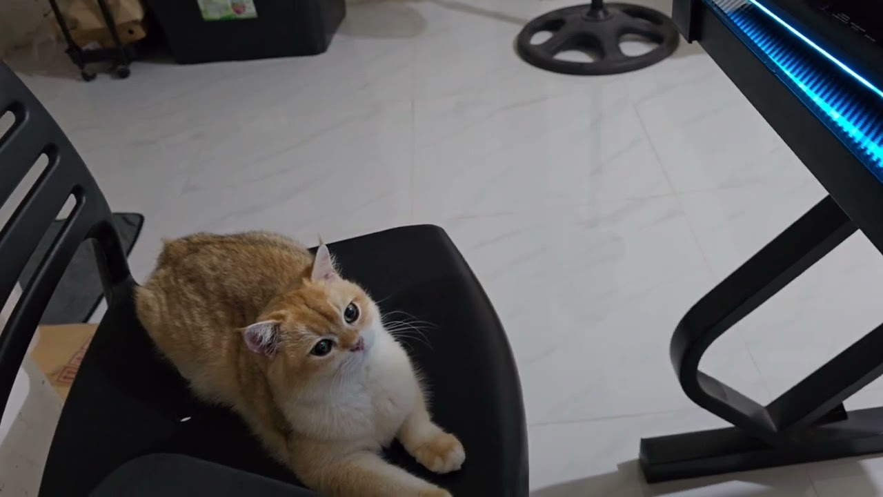 When Your Cat Watches You Feed in Ranked 😂