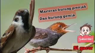 🔴suara masteran burung prenjak dan burung gereja paling ampuh