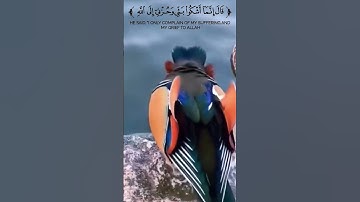 سورة يوسف #راحة_للقلب #فلسطين #دعاء_مستجاب #قران #غزة_تنتصر #ايات_قرانيه_قصيره #آيات #غزة #غزة_تباد