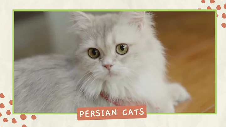 Video 11899421: siamese cat scottish fold, persian cat scottish fold, scottish fold bengal kitten, scottish fold cat meowing, funny scottish fold cat, cat cutecat meow, laugh cat kitten, cats meow funniest, cat breed