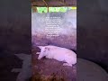 #cover #pig #pigfeed #minivlog #gardening #farming101 #shortvideo #funny #pets #foryou #vlog