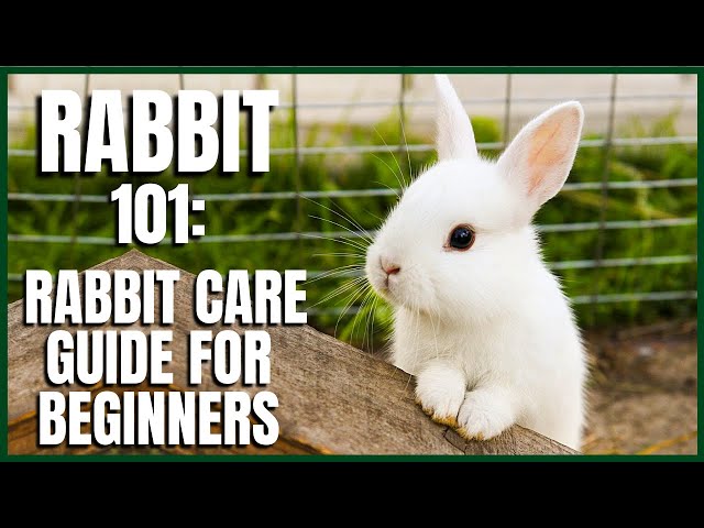 Rabbit 101: Rabbit Care Guide for Beginners class=