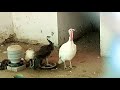 Turkey Bird Farming | Turkey Bird Sound | Turkey Feeding | Peru