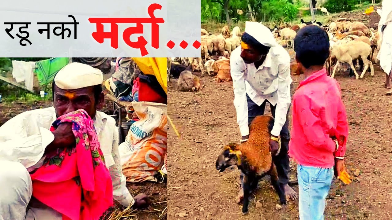 हात मदतीचा! | बेणं देण्याची धनगरी प्रथा | परिस्थितीने कोलमडून पडलेल्यांच्या पंखांना बळ देणारी प्रथा