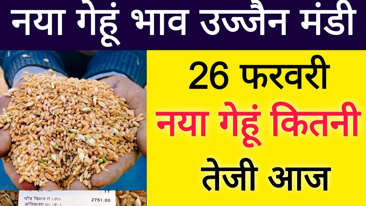 नया गेहुं भाव 26 फरवरी 2026 : gehu bhav ujjain Mandi : gehu live bhav ujjain Mandi