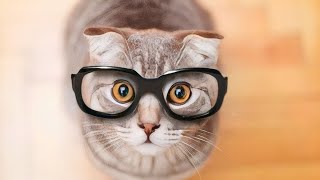 Comedy Cats: Dive into 2024 with the Most Hilarious Cat Videos You'll Ever See! 🐱🤣 by Yufus 114 views 14 hours ago 10 minutes, 6 seconds