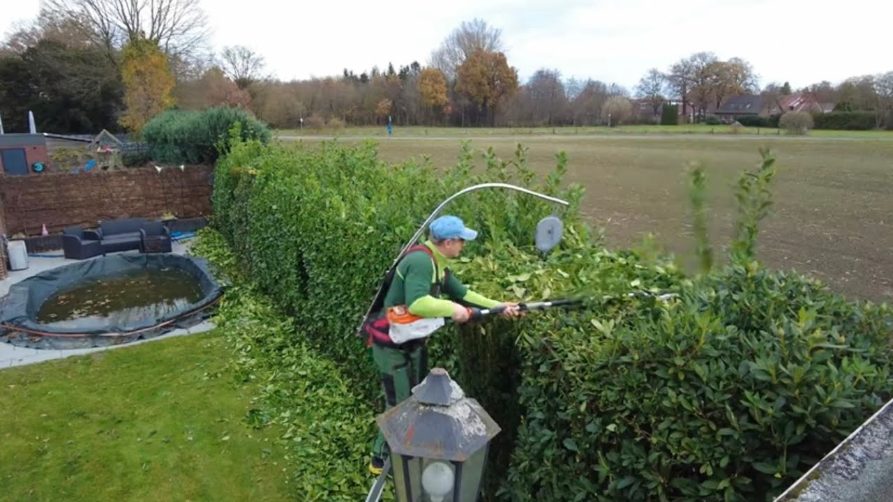 Bringing back to form a cherry laurel hedge and grinding a root in just two and a half hours