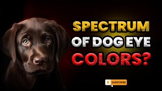 Mesmerizing Diversity: Exploring the Enchanting Spectrum of Dog Eye Colors