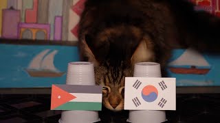 Jordan Vs South Korea - Animals Asian Cup 2024 Semifinal Prediction