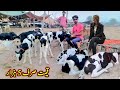 Cow baby calf price in punjab  pashu mandi punjab  samad vlog  sw pet house