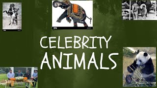 Most Famous Animals in The World | Animals That Became Famous | Can Animals Be Celebrities?