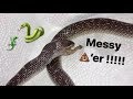 Snake eats ONE lizard.. poops EVERYWHERE !!!