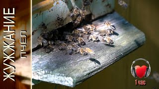 Жужжание пчёл на деревенской пасеке. Слушать 1 час. Ульетерапия