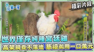 台灣第一等【身價不菲罕見宮廷雞 台灣不落地飼養成功育種50種品種公雞大集合】_467集精選版