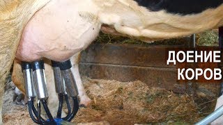 Доение коров в молокопровод. КФХ Овсянникова