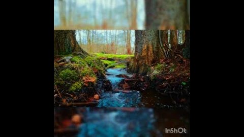 مِنْ سورةِ القيامَةِ للقارئِ أحمد خضر...✨ #المصحف #القرآن_الكريم #راحة_نفسية #القرآن#الرحمن